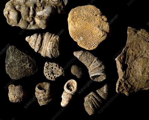 Assortment Of Fossils From The Silurian Period Stock Image E442