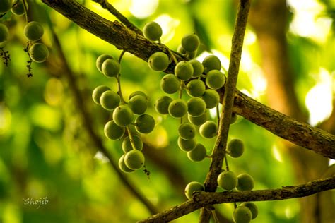 Jungle Fruit Jungle Fruit In Lawachara Forest FACEBOOK INS Flickr