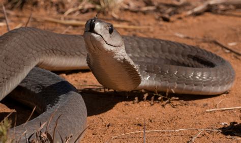 Black Mamba Facts Live Science