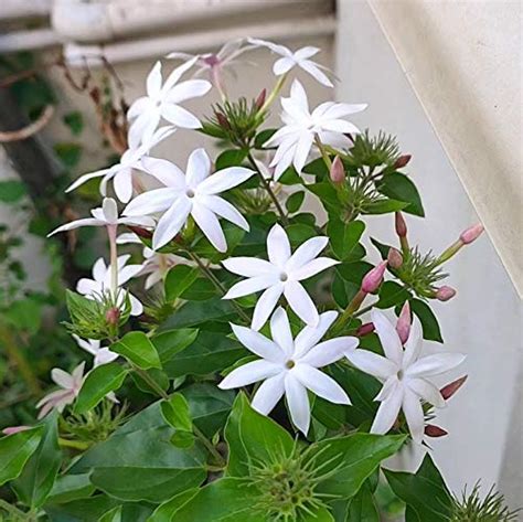 EverSneh Live Real Juhi Jasminum Auriculatum Live Plant Jasmine