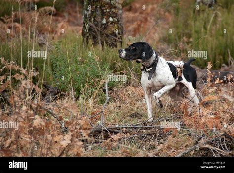 Hunting dog, pointer breed, pointing Stock Photo - Alamy