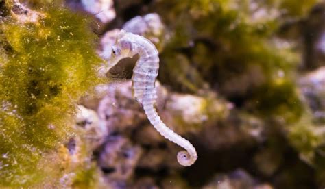 Aquarium starts seahorse breeding project to save species | Science ...