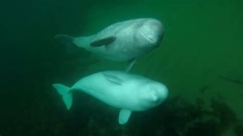 Celebrity beluga in Nova Scotia identified as whale rescued a year ago ...