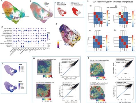 Cd4⁺ T Cell Heterogeneity A Umap Visualization Of Cd4⁺ T Cell