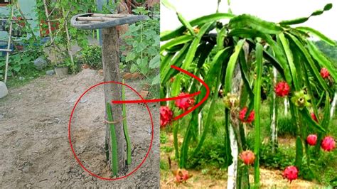 How To Grow Dragon Fruit Plants Basic Technique Youtube