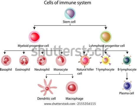 Cells Innate Adaptive Immune System Hematopoiesis Stock Illustration 2155356115 Shutterstock