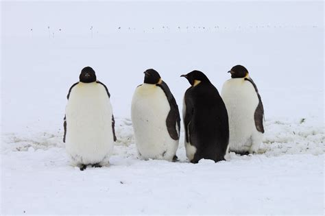 Definitive Guide To Emperor Penguin Facts, Habitat, Conservation Status ...