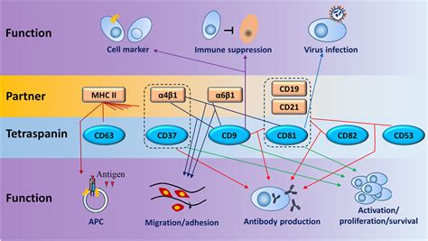 Frontiers Expression And Function Of Tetraspanins And Their