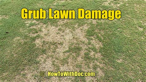 Treating Lawn Grubs Lawn Care