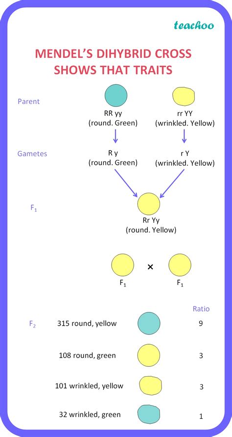 How Do Mendels Experiment Show That Traits Are Inherited Independent