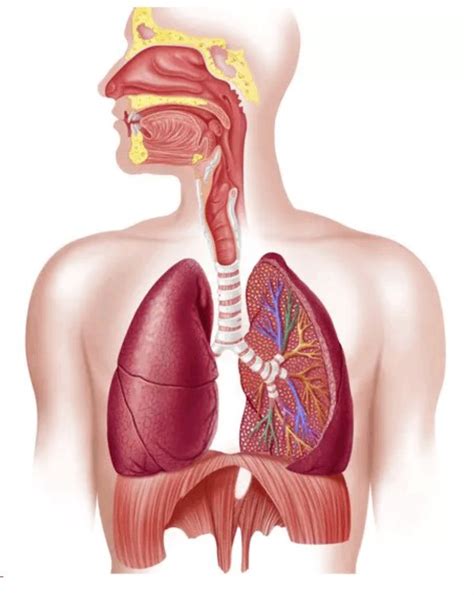 Snc D Le Syst Me Respiratoire Diagram Quizlet