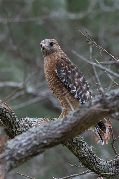 Red Shouldered Hawks Rjthompson Photography