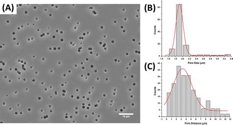 Sem Image Of The Fibrin Structure Of Activated Prps A Dm Prp And B