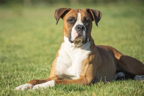 The Top 6 Reasons Boxers Are the Perfect Guard Dog - A-Z Animals