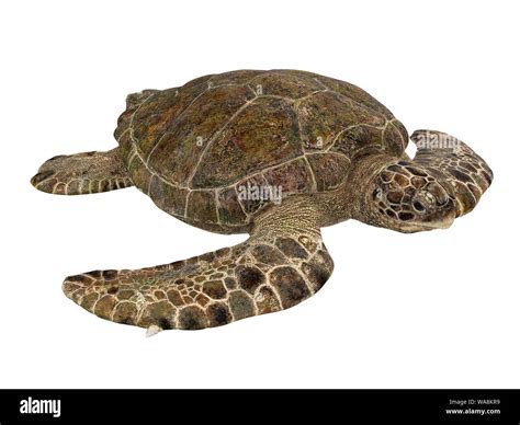 Sea Turtle Isolated Stock Photo Alamy