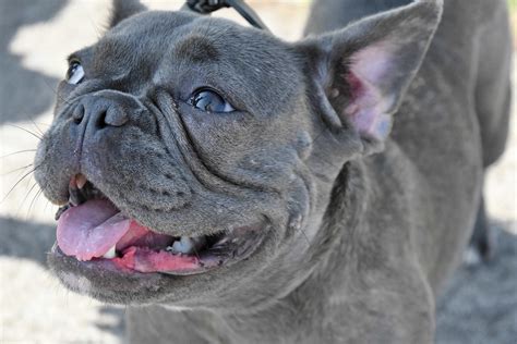 Free picture: adorable, eyes, face, animal, portrait, cute, dog, funny