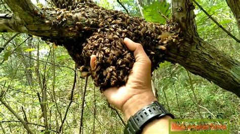 Cara Mengambil Gerombolan Lebah Madu Di Kayu Memindah Koloni Lebah Madu