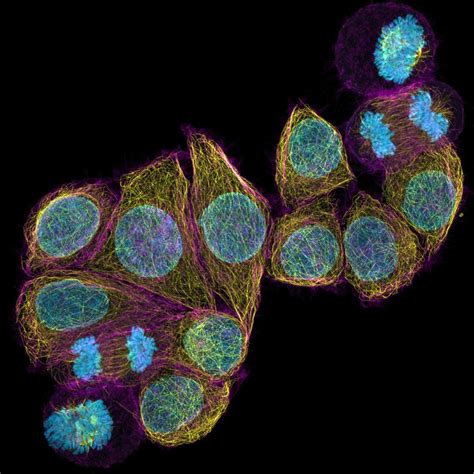 3D Fluorescence Cell Imaging with Different Technologies.