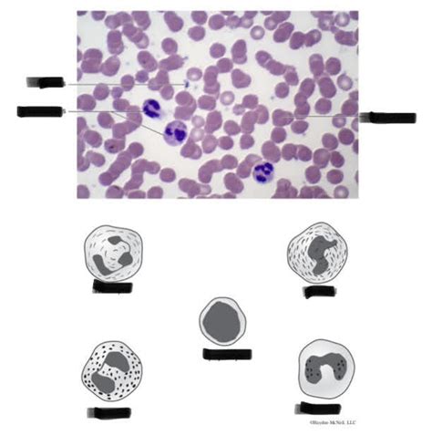 Blood Cells Diagram Quizlet