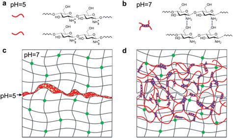 Topological Adhesion A Chitosan Chains Dissolve In Water At PH 5