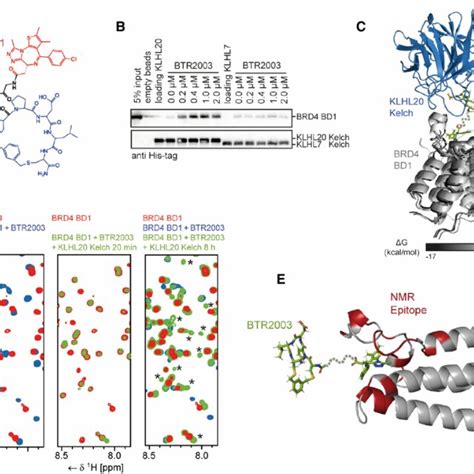 Btr Promotes Ternary Complex Formation Between Klhl And Brd Bd