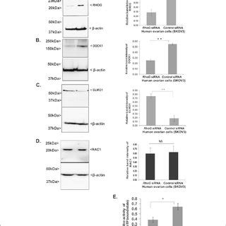 Expression And Localization Of Rhog In Ovary During Prepuberty And