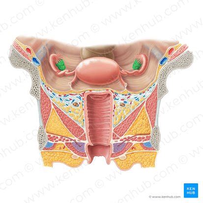 Appendix Vermiformis Anatomie Histologie Und Funktion Kenhub