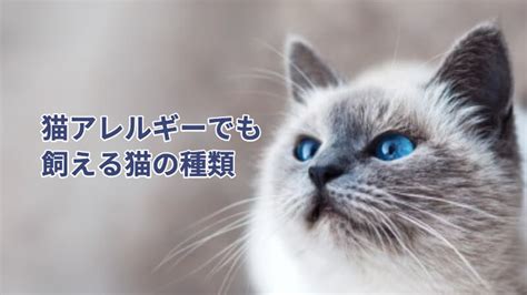 猫アレルギーでも飼える！？低アレルギー性の7種類の猫を紹介！ 猫リッチ