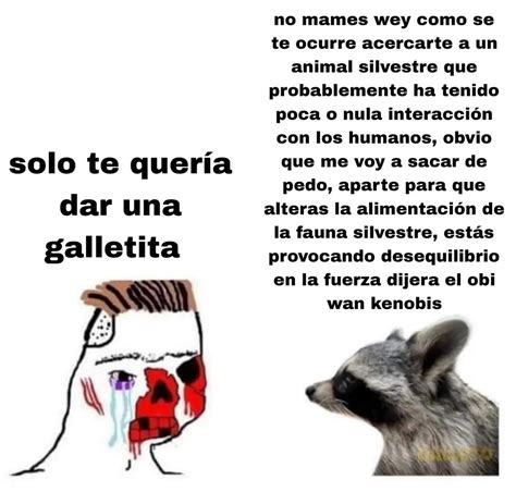 Top Memes De Mapaches En Español Memedroid