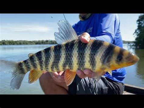 Peixe Piau Flamengo Característica Habita E Reprodução