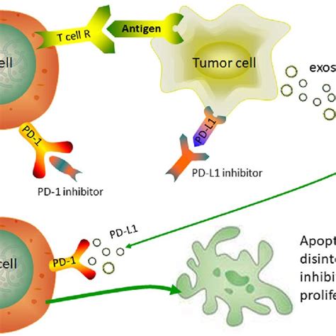 Exosome Pd L1 Has A Similar Function To Tumor Pd L1 Exosome Pd L1 Can