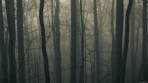 dark, Trees, Forest Wallpapers HD / Desktop and Mobile Backgrounds