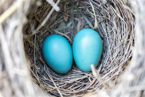 American Robin Eggs and Robin Nests: Hatch, Chicks History