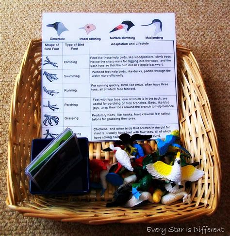 Bird Beaks And Feet Worksheet