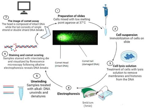 Agriculture Free Full Text An Overview Of Comet Assay Application