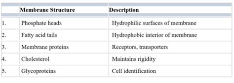 Quiz 3 Chapter 3 Cells Flashcards Quizlet