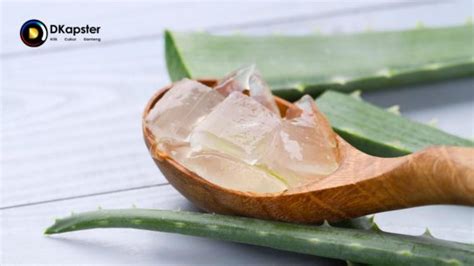 10 Manfaat Aloe Vera Untuk Rambut Dan Wajah DKapster