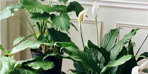 How To Care For Your Peace Lily A Flourishing Guide Alices Wonderland Nursery