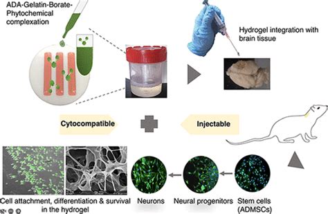 Neural Tissue Engineering With Rat Adipose Derived Mesenchymal Stem Cells The Role Of An