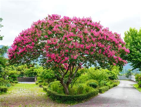 Crape Myrtle Guide How To Grow And Care For Lagerstroemia Indica”