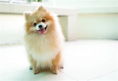 Pomchi Breed Info: Size, Color Varieties, Lifespan and More... | Perfect Dog Breeds