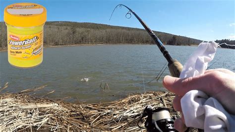 Best Powerbait For Trout Fishing We Limited Out In 1 Hour Youtube