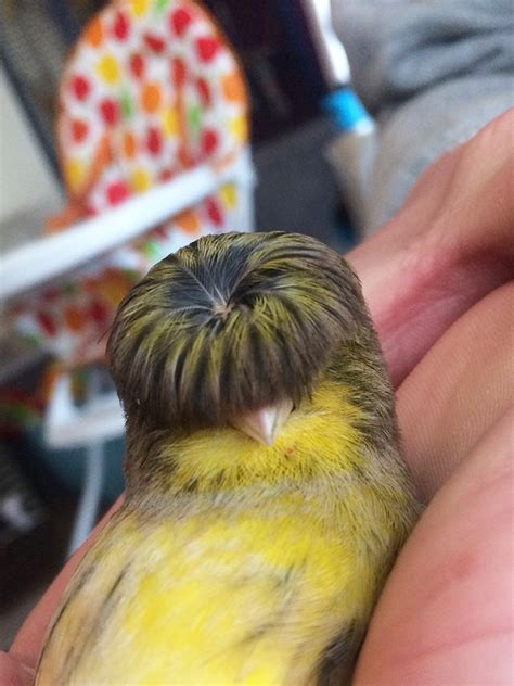 Gloster Canary The Bird With A Funny Bowl Cut