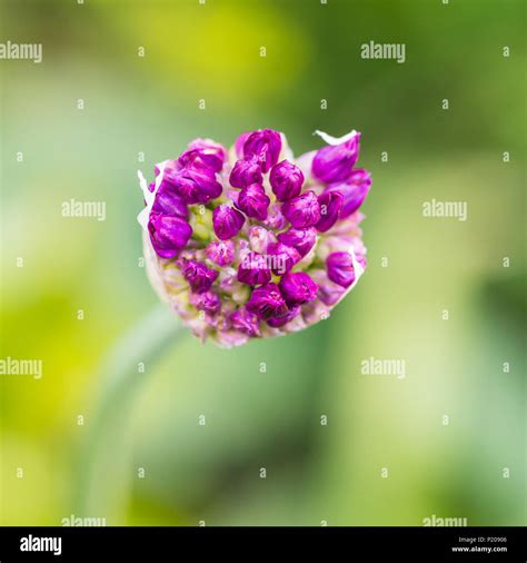 Allium Purple Sensation Bud Hi Res Stock Photography And Images Alamy