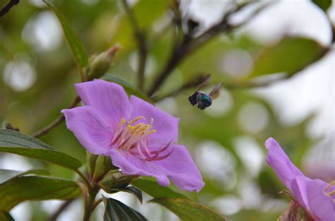 Native Solitary Bees Extreme Pollinators | Yandina Community Gardens