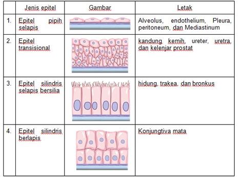 Epitel Kubus Berlapis Banyak – Ilmu