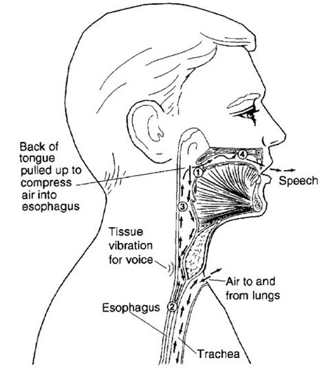 Esophagus Function