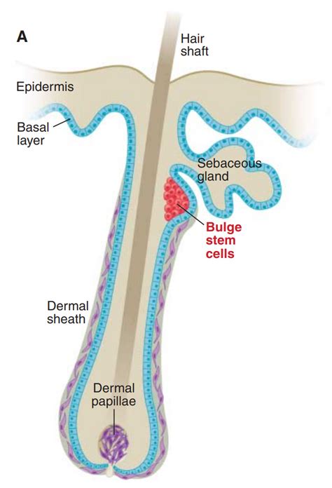 Anatomy of the Hair Follicle - Mesityl Oxide