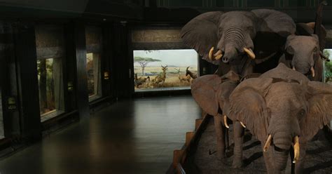 Hall of African Mammals | American Museum of Natural History