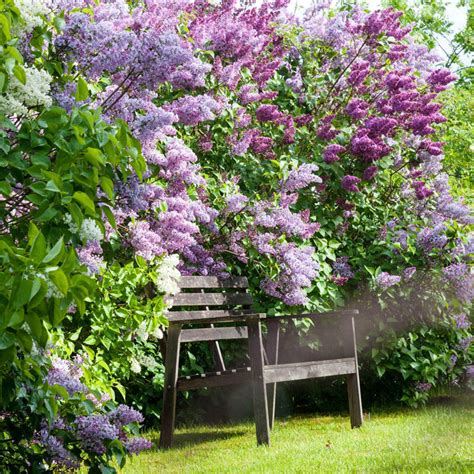 Old Fashioned Lilac Jumbo Hedge Hedges And Shrubs Brecks